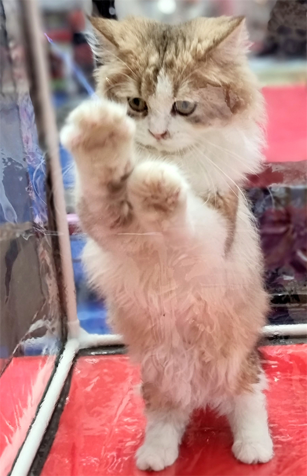 MG不朽情缘(中国区)官网首页