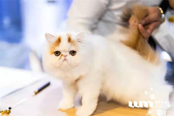 MG不朽情缘(中国区)官网首页